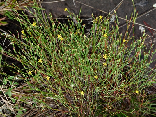 {Hypericum gentianoides}